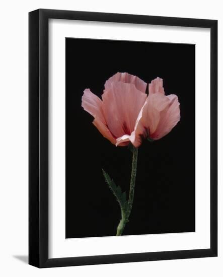 Corn Poppy-Graeme Harris-Framed Photographic Print