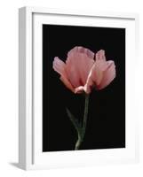 Corn Poppy-Graeme Harris-Framed Photographic Print