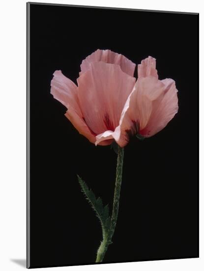 Corn Poppy-Graeme Harris-Mounted Photographic Print