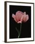 Corn Poppy-Graeme Harris-Framed Photographic Print