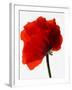 Corn poppy-null-Framed Photographic Print