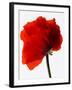 Corn poppy-null-Framed Photographic Print