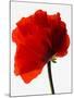 Corn poppy-null-Mounted Photographic Print