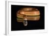 Corn Snake (Pantherophis Guttatus), captive, United States of America, North America-Janette Hill-Framed Photographic Print