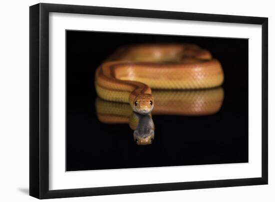 Corn Snake (Pantherophis Guttatus), captive, United States of America, North America-Janette Hill-Framed Photographic Print