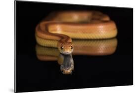 Corn Snake (Pantherophis Guttatus), captive, United States of America, North America-Janette Hill-Mounted Photographic Print