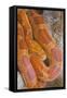 Corn Snake-null-Framed Stretched Canvas