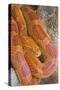 Corn Snake-null-Stretched Canvas