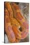 Corn Snake-null-Stretched Canvas