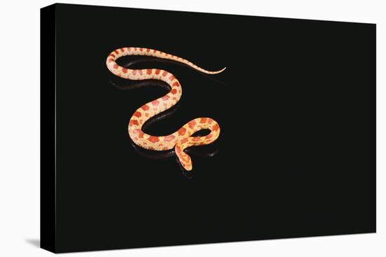 Corn Snake-DLILLC-Stretched Canvas