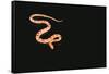 Corn Snake-DLILLC-Framed Stretched Canvas