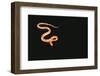 Corn Snake-DLILLC-Framed Photographic Print