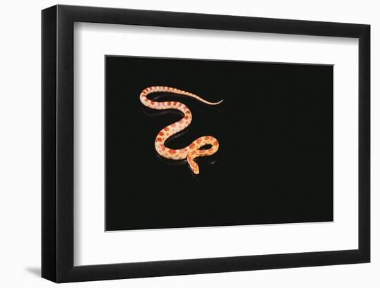 Corn Snake-DLILLC-Framed Photographic Print