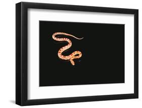 Corn Snake-DLILLC-Framed Photographic Print