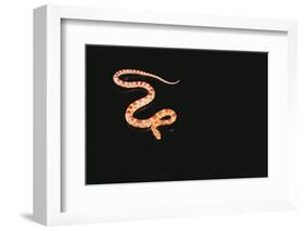 Corn Snake-DLILLC-Framed Photographic Print