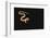 Corn Snake-DLILLC-Framed Photographic Print