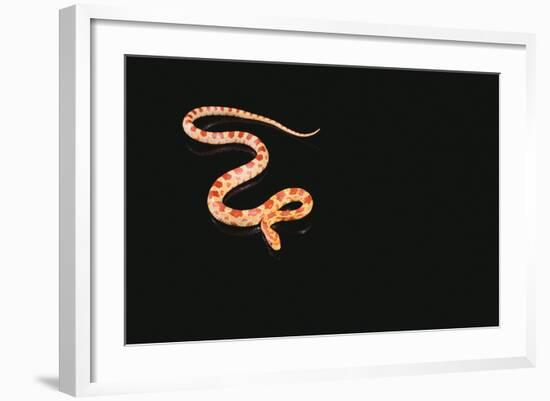 Corn Snake-DLILLC-Framed Photographic Print