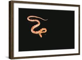 Corn Snake-DLILLC-Framed Photographic Print
