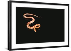 Corn Snake-DLILLC-Framed Photographic Print
