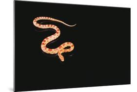 Corn Snake-DLILLC-Mounted Photographic Print