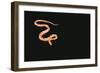 Corn Snake-DLILLC-Framed Photographic Print