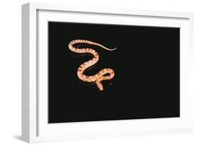 Corn Snake-DLILLC-Framed Photographic Print