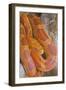 Corn Snake-null-Framed Photographic Print