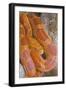 Corn Snake-null-Framed Photographic Print