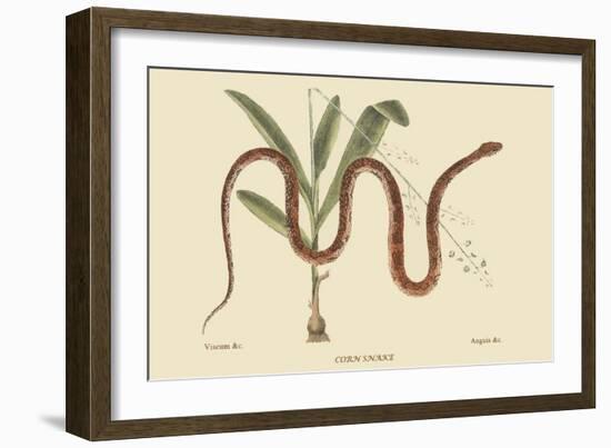 Corn Snake-Mark Catesby-Framed Art Print