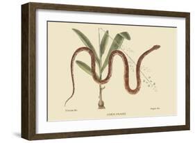 Corn Snake-Mark Catesby-Framed Art Print