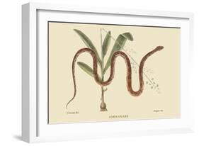 Corn Snake-Mark Catesby-Framed Art Print