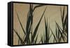 Corn Stalks At Sunset Pencil Drawing-Anthony Paladino-Framed Stretched Canvas