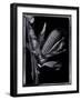 Corn-Augusto Camino-Framed Art Print