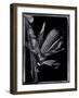 Corn-Augusto Camino-Framed Art Print