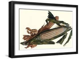 Corn-Philippe-Victoire Leveque de Vilmorin-Framed Art Print