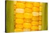 Corn-Steve Gadomski-Stretched Canvas