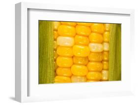 Corn-Steve Gadomski-Framed Photographic Print