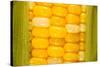 Corn-Steve Gadomski-Stretched Canvas