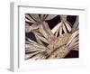 Corn-Neela Pushparaj-Framed Photographic Print