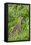 Corncrake (Crex Crex) Amongst Grass, Balranald Rspb Reserve, North Uist, Scotland, UK, May-Peter Cairns-Framed Stretched Canvas