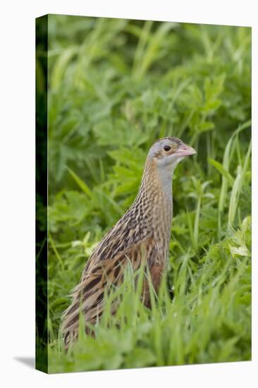 Corncrake (Crex Crex) Amongst Grass, Balranald Rspb Reserve, North Uist, Scotland, UK, May-Peter Cairns-Stretched Canvas