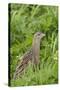 Corncrake (Crex Crex) Amongst Grass, Balranald Rspb Reserve, North Uist, Scotland, UK, May-Peter Cairns-Stretched Canvas