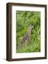 Corncrake (Crex Crex) Amongst Grass, Balranald Rspb Reserve, North Uist, Scotland, UK, May-Peter Cairns-Framed Photographic Print