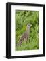 Corncrake (Crex Crex) Amongst Grass, Balranald Rspb Reserve, North Uist, Scotland, UK, May-Peter Cairns-Framed Photographic Print