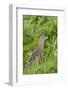 Corncrake (Crex Crex) Amongst Grass, Balranald Rspb Reserve, North Uist, Scotland, UK, May-Peter Cairns-Framed Photographic Print