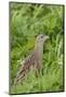 Corncrake (Crex Crex) Amongst Grass, Balranald Rspb Reserve, North Uist, Scotland, UK, May-Peter Cairns-Mounted Photographic Print