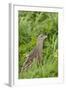 Corncrake (Crex Crex) Amongst Grass, Balranald Rspb Reserve, North Uist, Scotland, UK, May-Peter Cairns-Framed Photographic Print