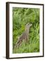 Corncrake (Crex Crex) Amongst Grass, Balranald Rspb Reserve, North Uist, Scotland, UK, May-Peter Cairns-Framed Photographic Print