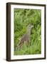 Corncrake (Crex Crex) Amongst Grass, Balranald Rspb Reserve, North Uist, Scotland, UK, May-Peter Cairns-Framed Photographic Print