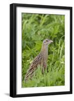 Corncrake (Crex Crex) Amongst Grass, Balranald Rspb Reserve, North Uist, Scotland, UK, May-Peter Cairns-Framed Photographic Print